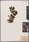 Foto von Salix aurita L.